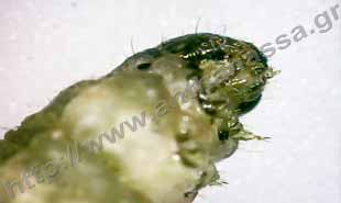 _Larva of agrotis.