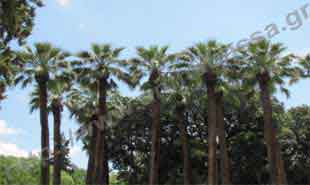 _Palm trees in National Garden.