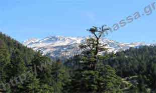 _Mountain Parnassus and fir tree.